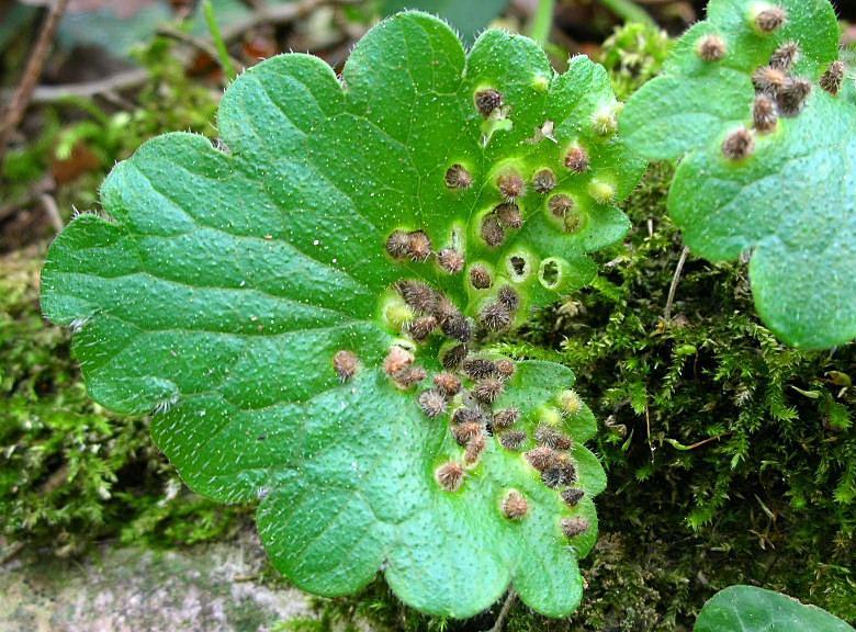 Galle del Cecidomyiidae Rondaniola bursaria?